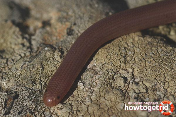 Reproduction of the blind snake