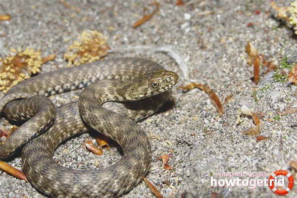 Water Snake Reproduction