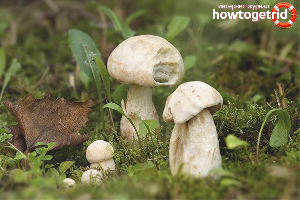 The edibility of white boletus