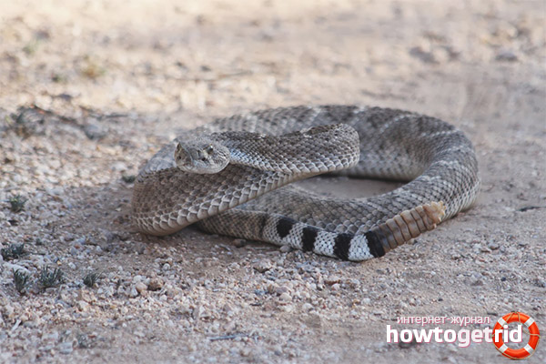 Texas rattlesnake