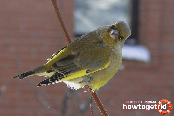 Life in captivity greenfinch