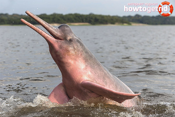 Amazon dolphin