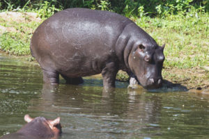 hippo