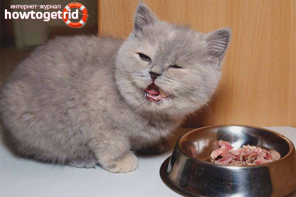 How to feed a British kitten