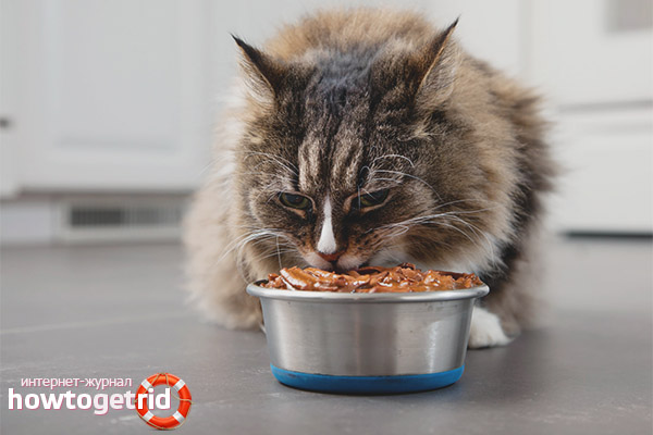 How to feed a cat so that he gained weight