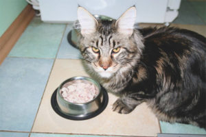 How to feed Maine Coon cat breed