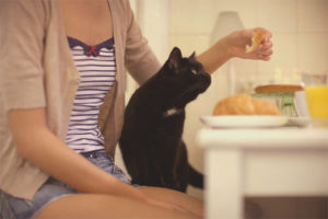 What can not feed a cat