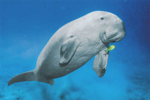 Dugong