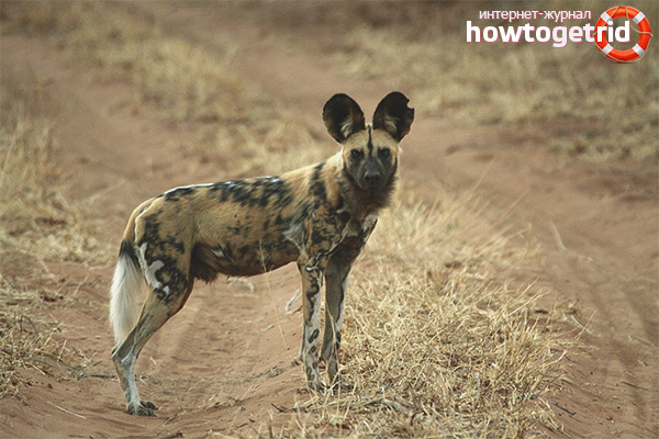 Hyena dog