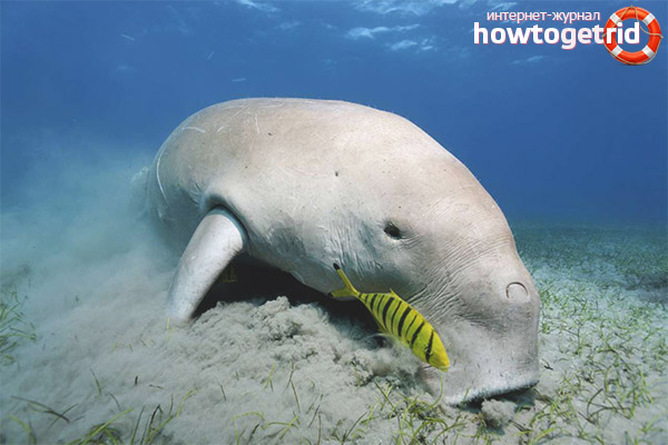 Dugong character and lifestyle