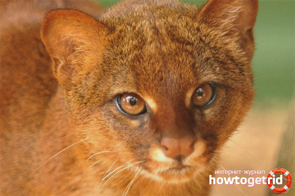 Jaguarundi