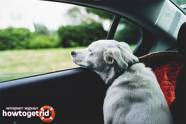 How to get rid of a dog's motion sickness in a car