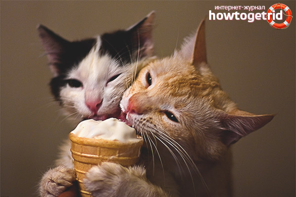 What kind of ice cream can cats give without fear