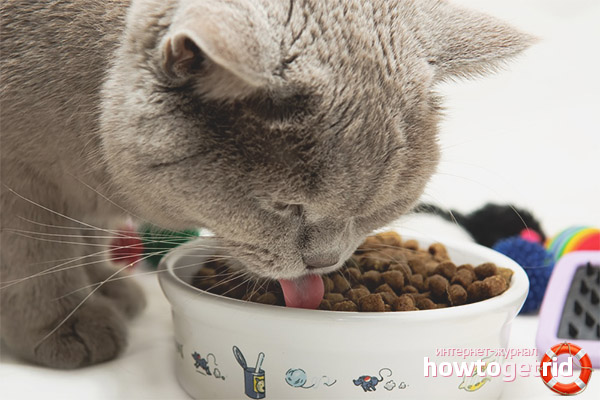 Feeding an adult british cat