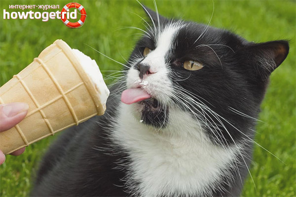 Can cats be given ice cream