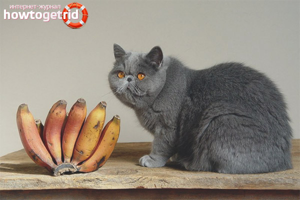 Is it possible to cats and cats bananas