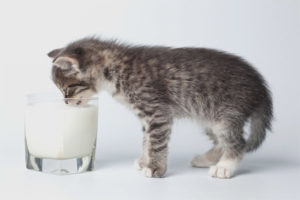 Can kittens be given kefir