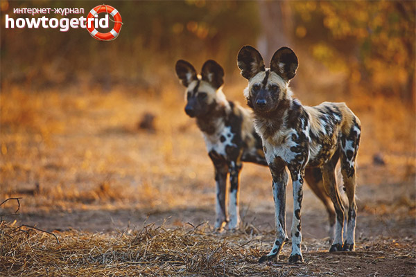 Hyenoid Dog Lifestyle