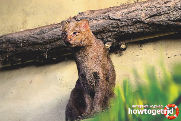 Jaguarundi lifestyle