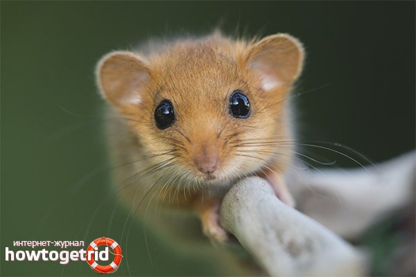 Hazel dormouse