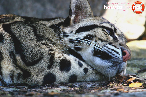 Smoky Leopard Eating