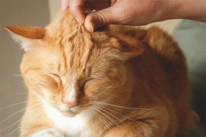 Why cats purr and what does it mean
