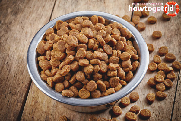 Purchased feed for a British kitten