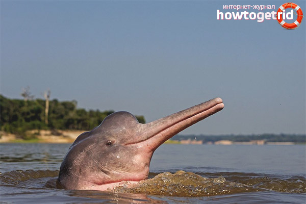 Amazonian Dolphin Behavior