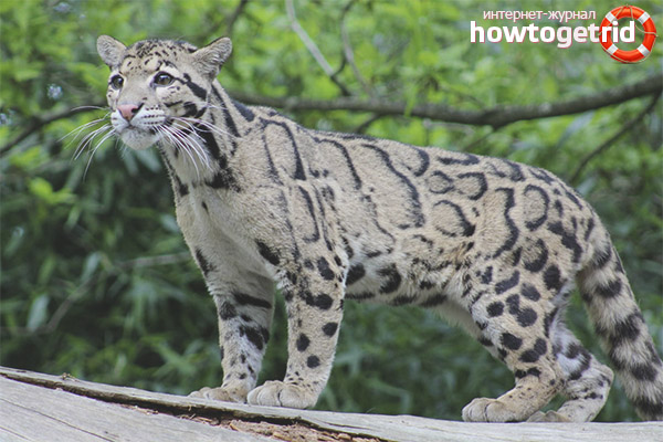 Smoky Leopard Behavior