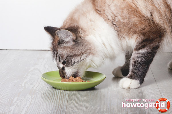 Proper Nutrition for Cat Weight Gain
