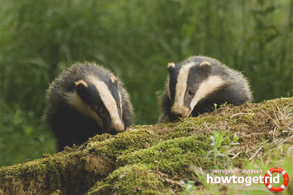 Badger breeding