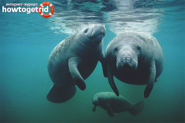 Dugong breeding and longevity