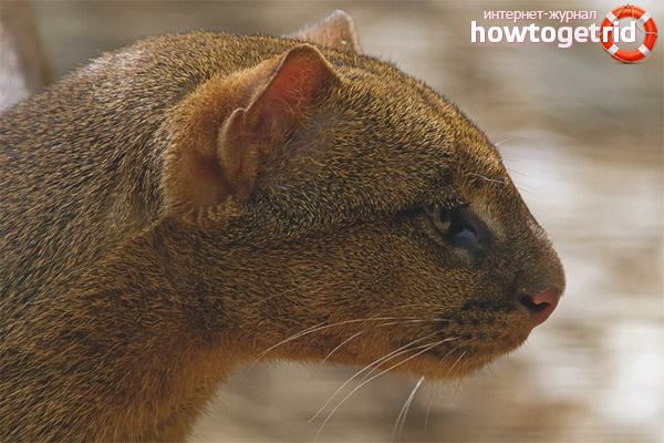 Jaguarundi breeding