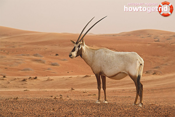 Arabian oryx