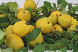 How to use the fruits of Japanese quince