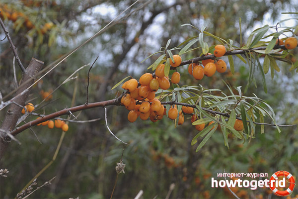 How to collect sea buckthorn