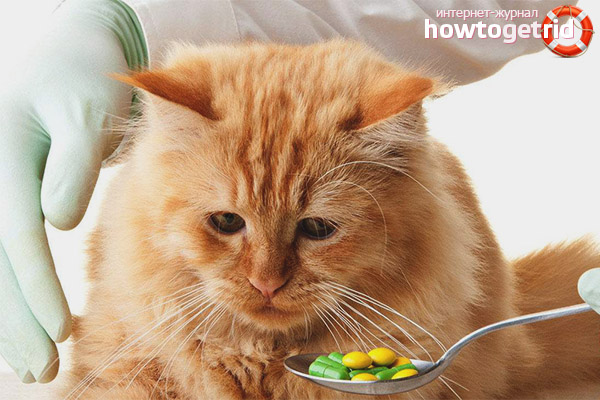 The cat constantly itches and licks