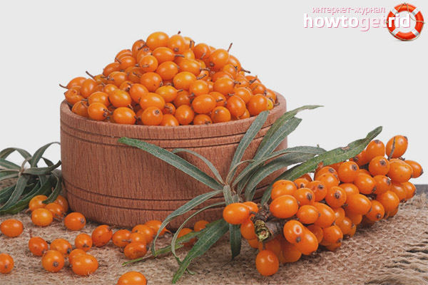 Sea buckthorn as a remedy for all diseases