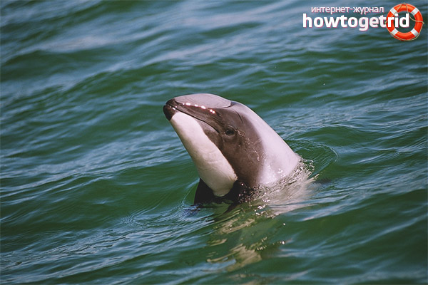 Hector Dolphin Lifestyle