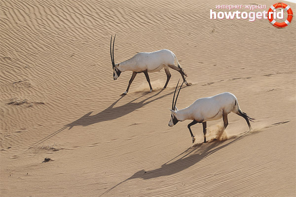 Protection and abundance of the Arabian oryx