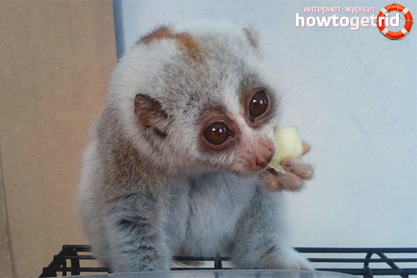 Features of the content of the lemur at home