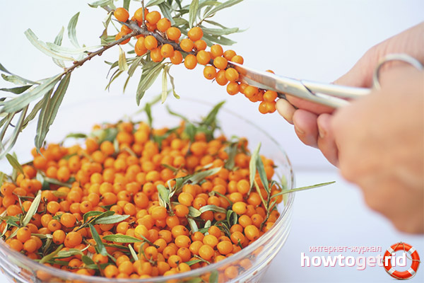 Sea buckthorn collector