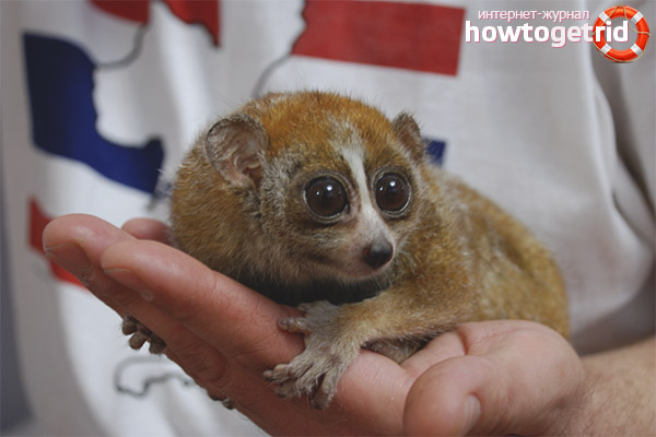 Lemur content at home