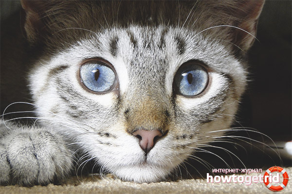 Alarming symptoms of dilated pupils in a cat