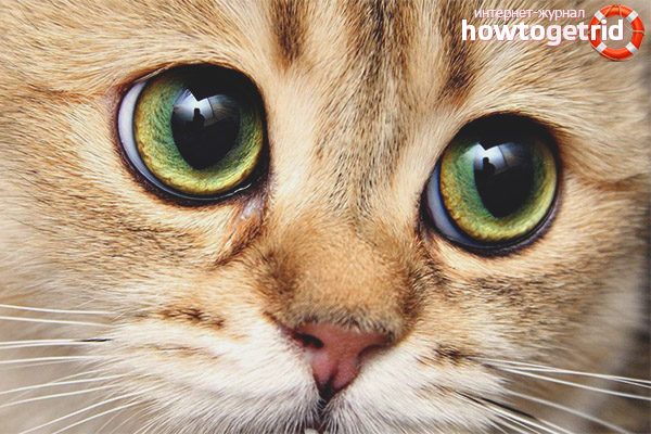 The cat has dilated pupils