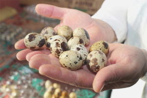 How to check the freshness of quail eggs