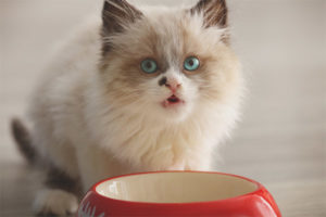 When kittens start eating on their own