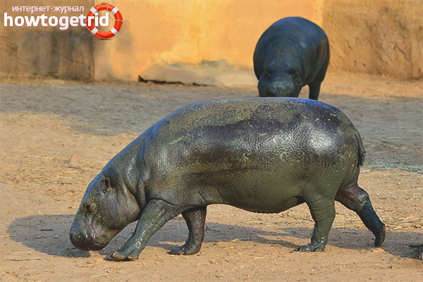 Habitat habitat and lifestyle