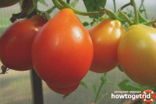 Characteristic varieties Kmitsits