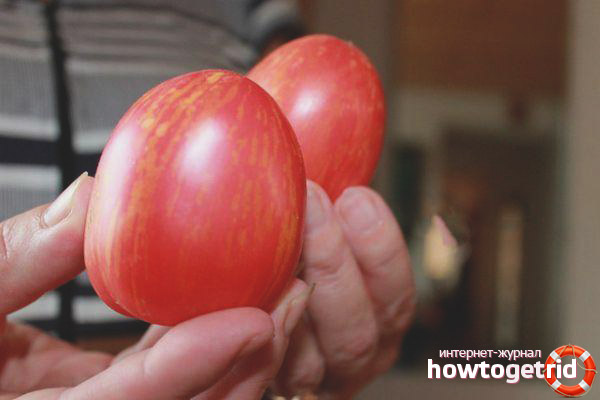 How to grow Don Juan tomatoes